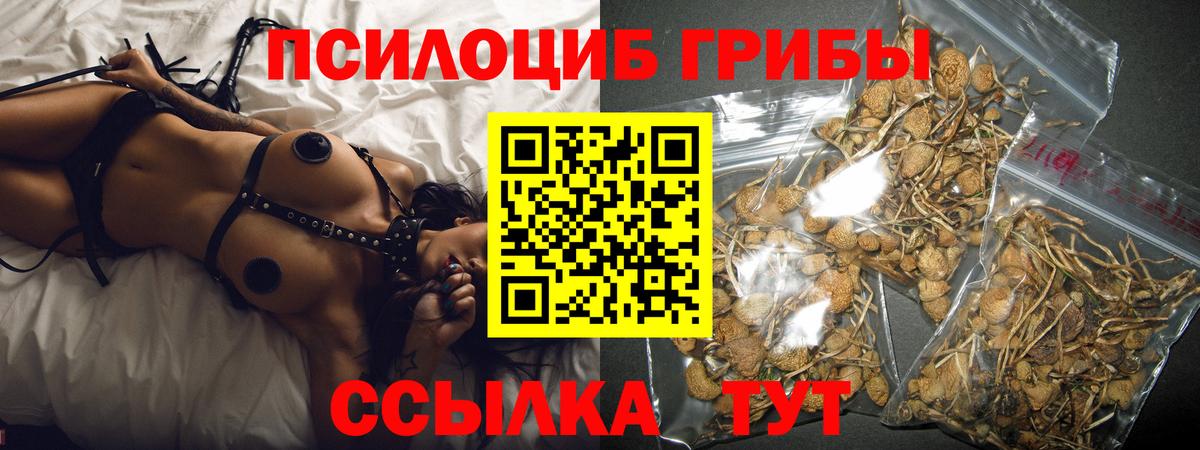 Галлюциногенные грибы GOLDEN TEACHER  Галлюциногенные грибы Psilocybine cubensis  купить наркотик  Магадан  Вход с VPN 